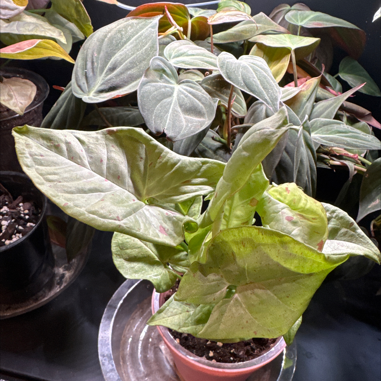 Photo of the plant species Milk Confetti Syngonium by @LiteratePurei named Birthday girl on Greg, the plant care app