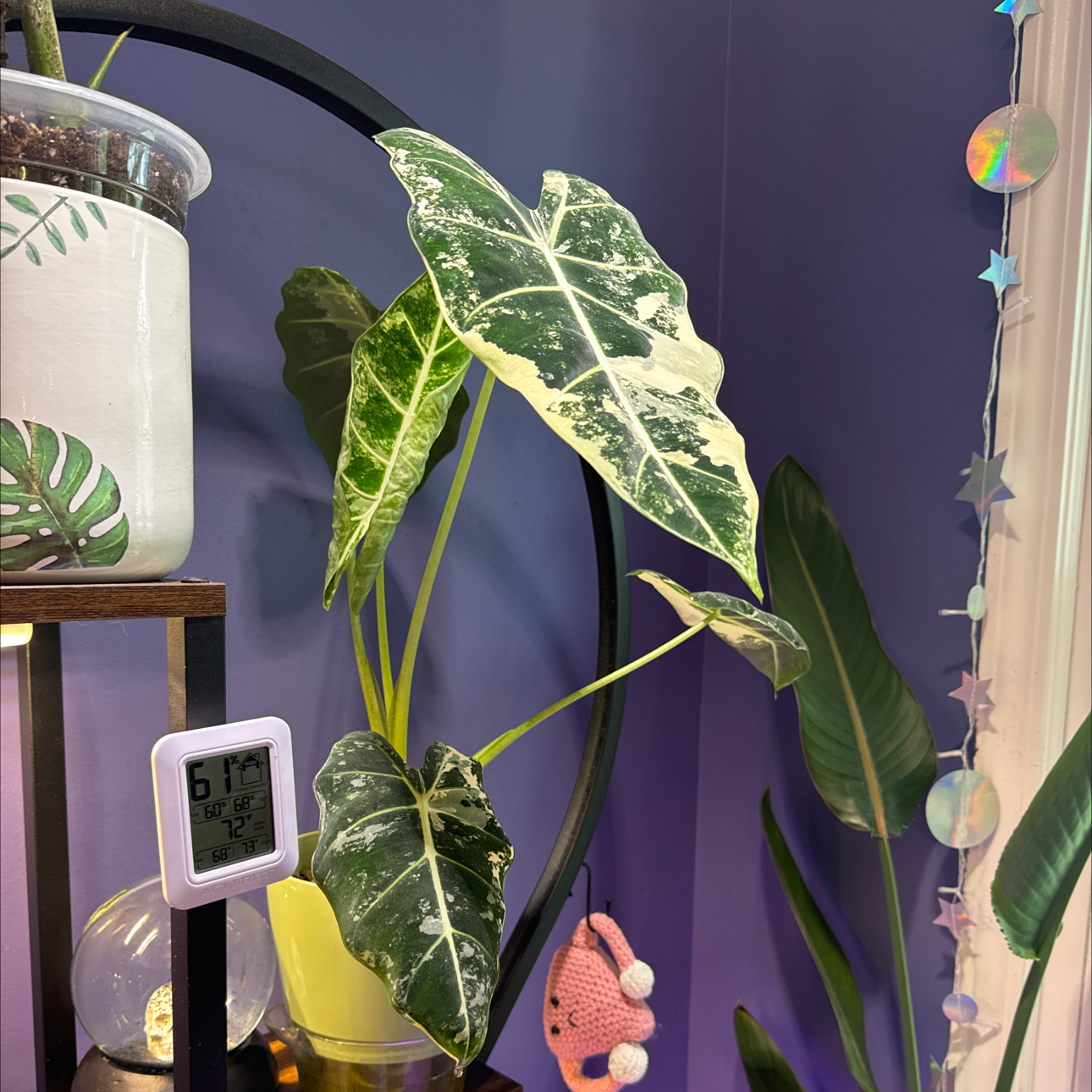 Photo of the plant species Variegated Frydek by @LiteratePurei named Starina on Greg, the plant care app