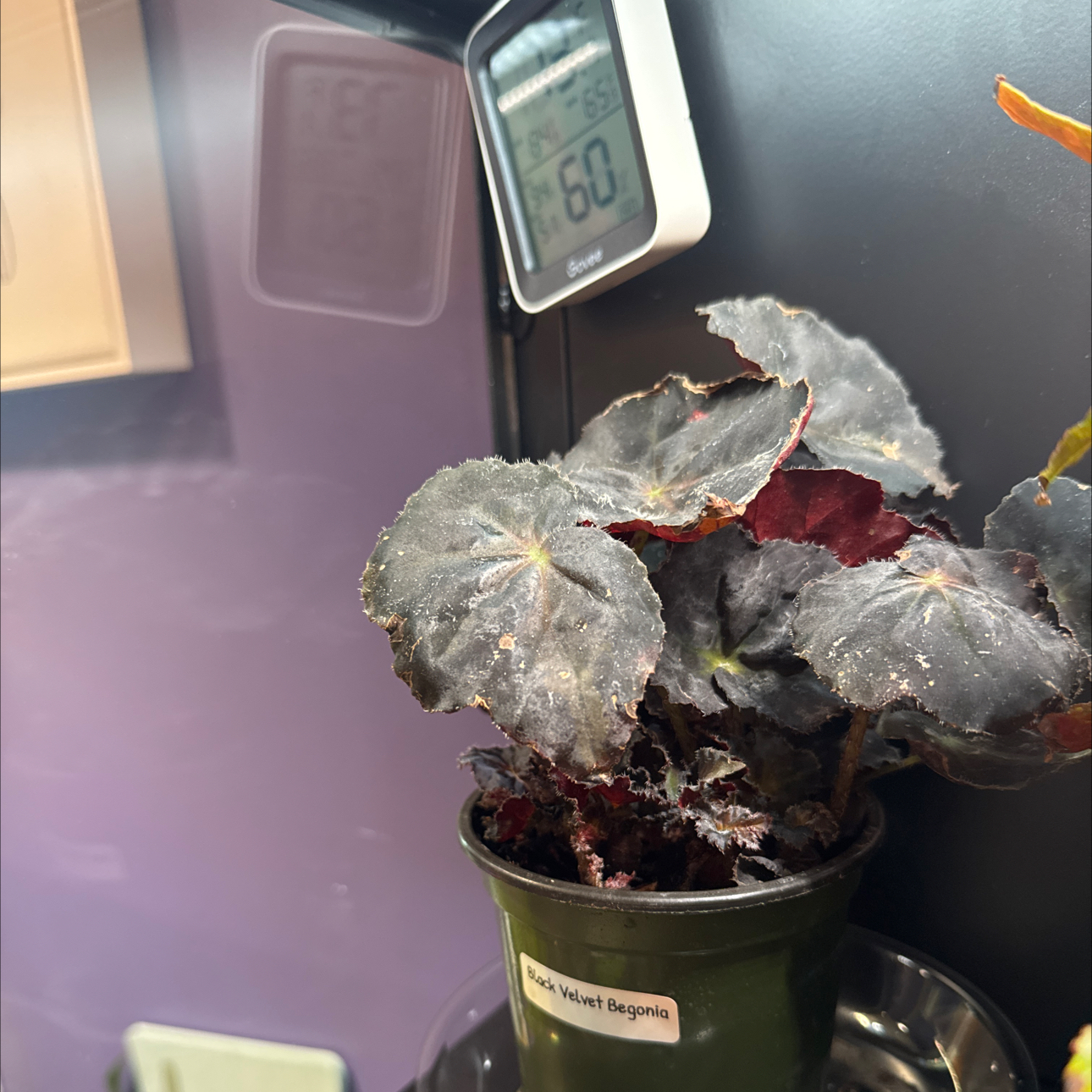 Photo of the plant species Black Velvet Begonia by @LiteratePurei named Morticia on Greg, the plant care app