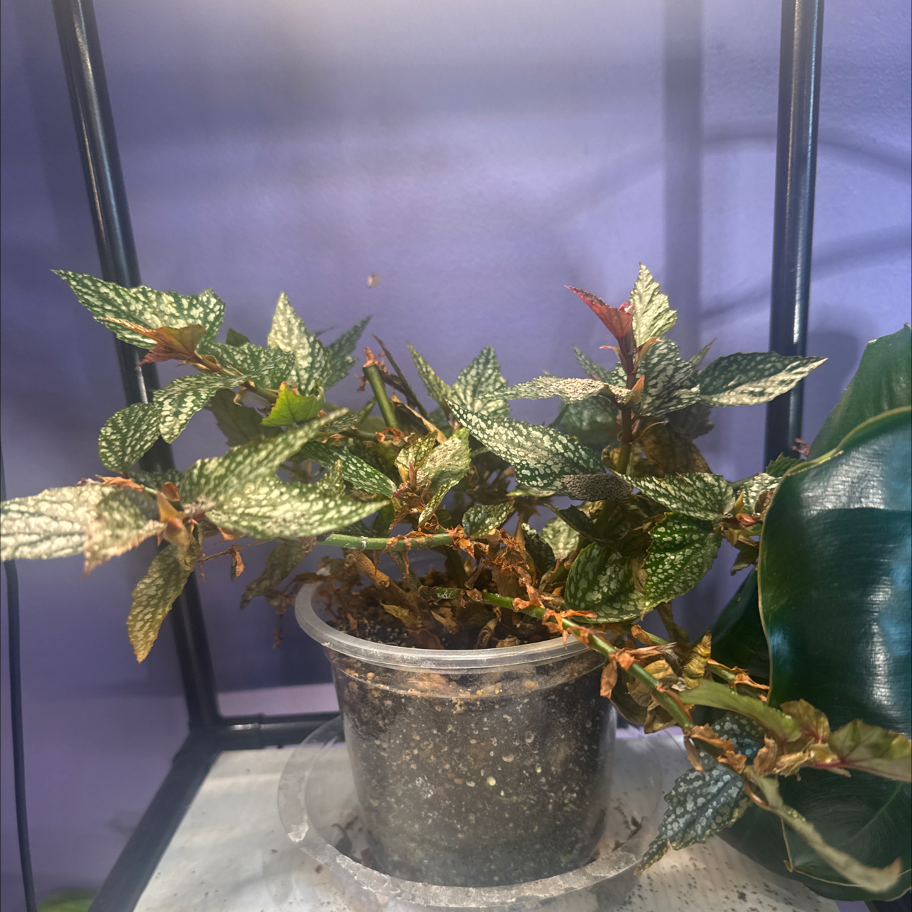 Photo of the plant species Begonia Medora by @LiteratePurei named Marilyn on Greg, the plant care app
