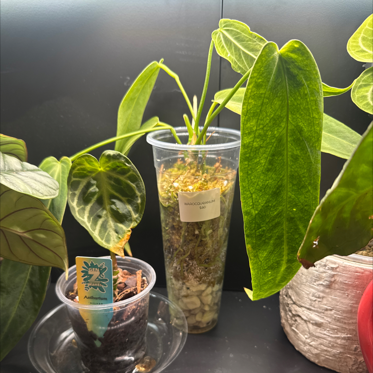 Photo of the plant species Anthurium warocqueanum by @LiteratePurei named Elowen on Greg, the plant care app