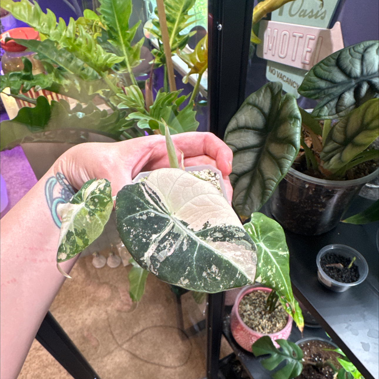 Photo of the plant species Alocasia Pink Black Velvet by @LiteratePurei named Marilyn on Greg, the plant care app