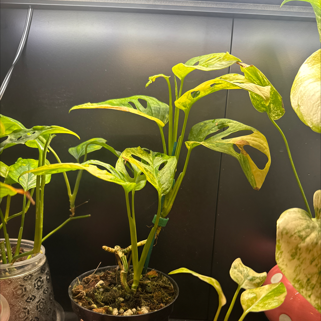Photo of the plant species Monstera Adonsonii by @LiteratePurei named Fernie Mercury on Greg, the plant care app