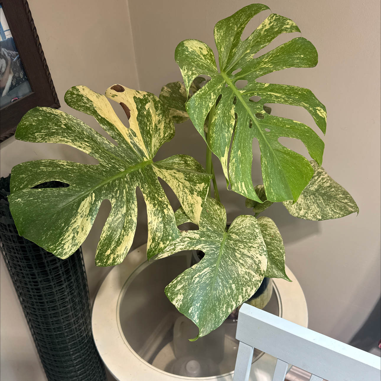 Photo of the plant species Monstera deliciosa 'Mint Variegata' by @LiteratePurei named Prince on Greg, the plant care app