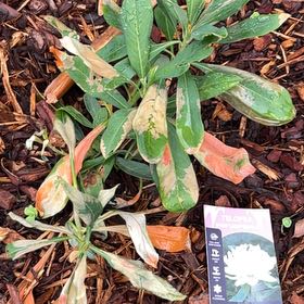 Photo of the plant species New South Wales Waratah by @BestKawaka38 named Gaga on Greg, the plant care app