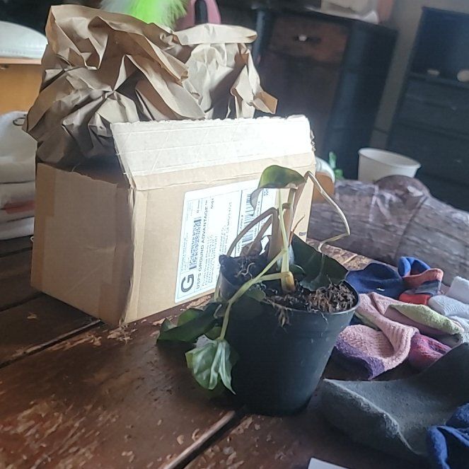 Photo of the plant species african mask by @ProudlyPlanty16 named alocasia on Greg, the plant care app
