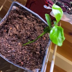 Photo of the plant species Dwarf Valencia Orange Tree by @MarkedLilac20 named Little Orange on Greg, the plant care app