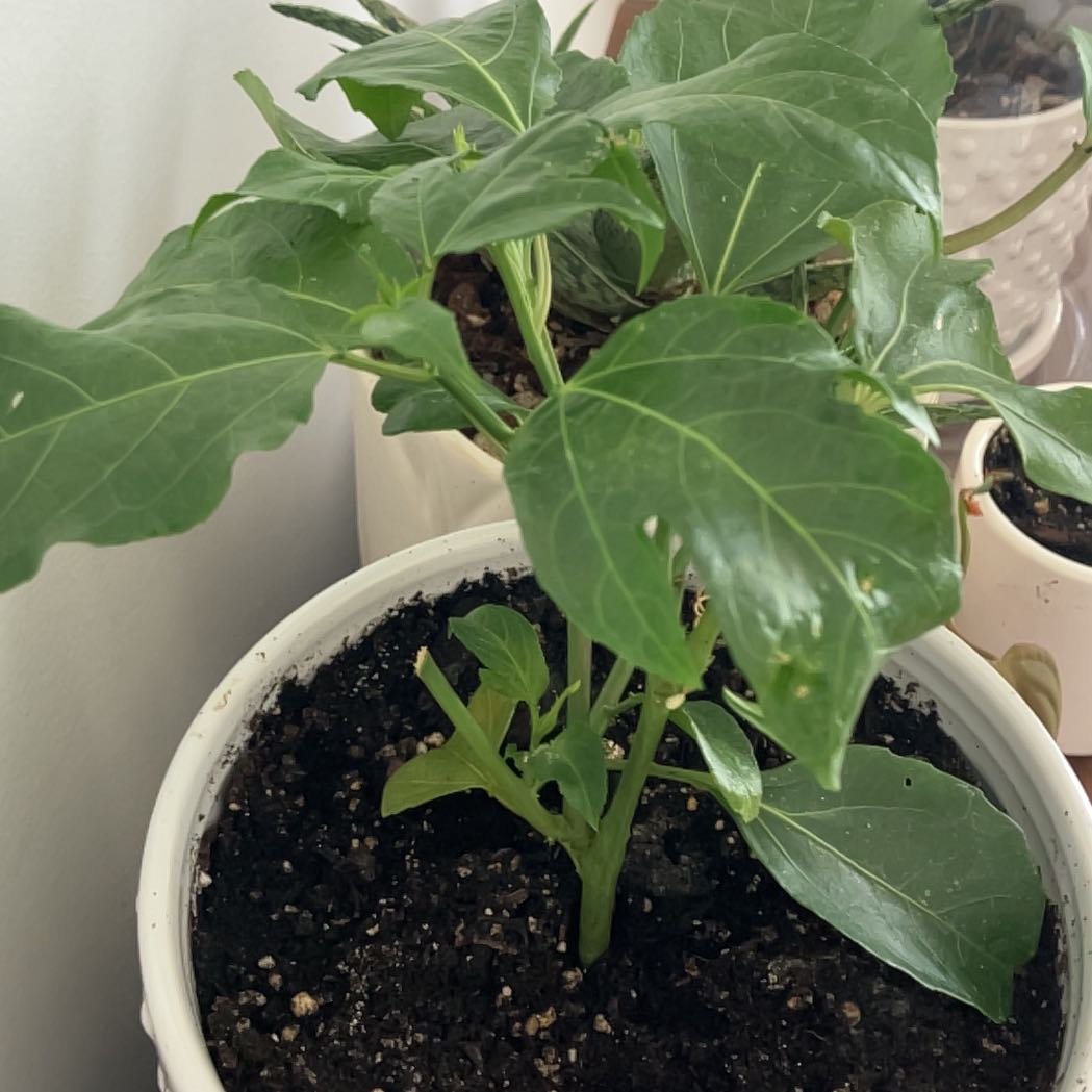 Photo of the plant species Purple Passion Fruit Vine by @RadGreenice57 named Jasmynne on Greg, the plant care app