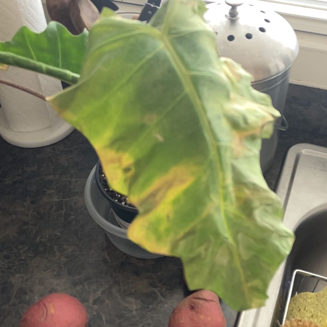 Photo of the plant species Golden Dragon by @RadGreenice57 named Sol on Greg, the plant care app