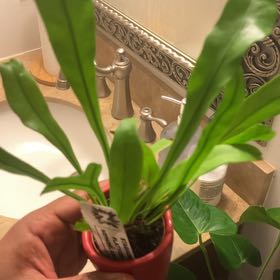 Photo of the plant species platycerium netherlands by @RadGreenice57 named Summerisha on Greg, the plant care app