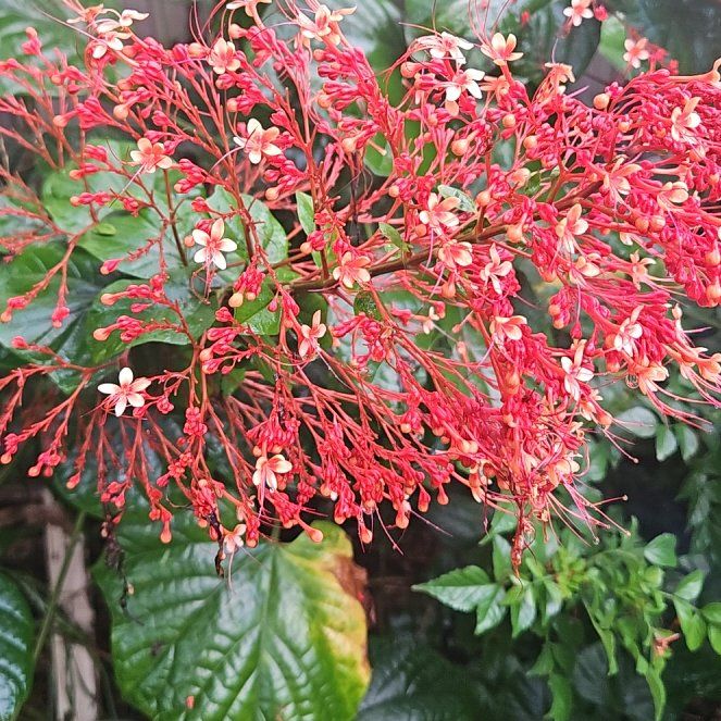 Photo of the plant species Pagoda Flower by @FastSpideragave named Robert Plant on Greg, the plant care app
