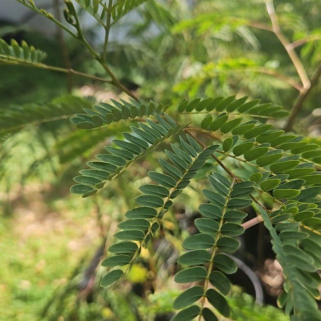 Photo of the plant species Coffee Bush by @FastSpideragave named Clooney on Greg, the plant care app