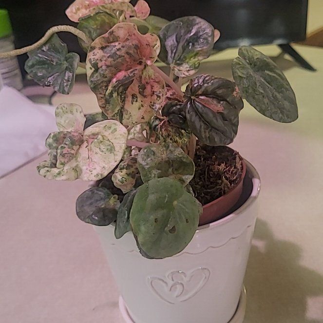Photo of the plant species Peperomia Pink Lady by @ProudlyWodyetia named Lady on Greg, the plant care app
