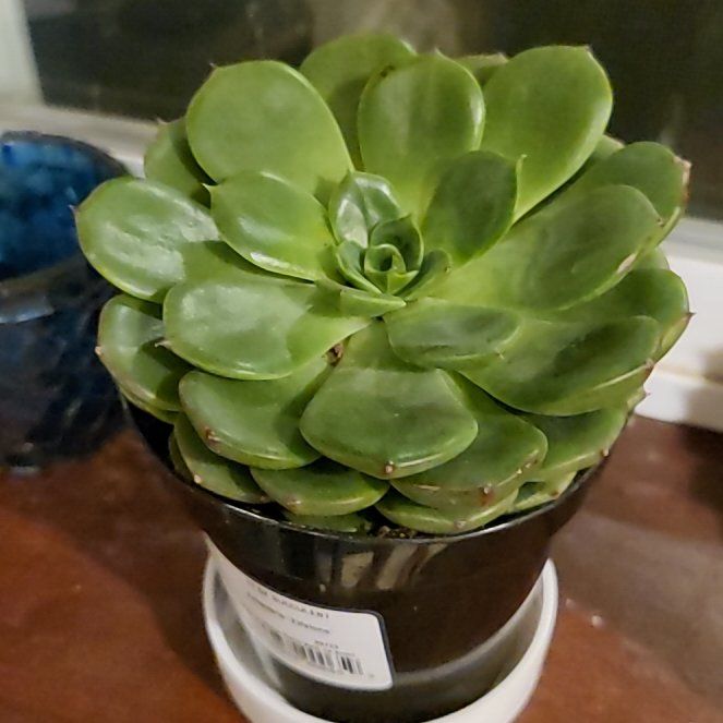 Photo of the plant species Echeveria 'Elfstone' by @SugarPineviolet named Bieber on Greg, the plant care app