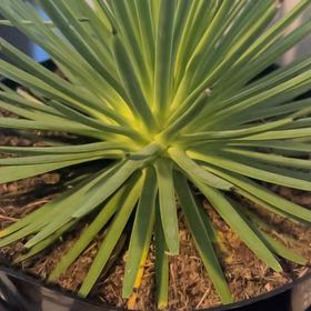 Photo of the plant species Dwarf Hedgehog Agave by @ArdentMiro62 named Sol on Greg, the plant care app