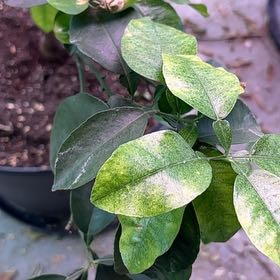 Photo of the plant species Ruby Red Grapefruit Tree by @PioneerKowhai99 named Hemingway on Greg, the plant care app