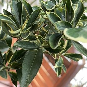 Photo of the plant species Meiwa Kumquat Tree by @PioneerKowhai99 named Bella on Greg, the plant care app