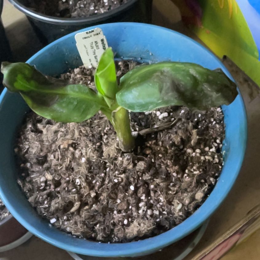 Photo of the plant species Musa 'Truly Tiny' by @PrimoKiekie93 named Luna on Greg, the plant care app