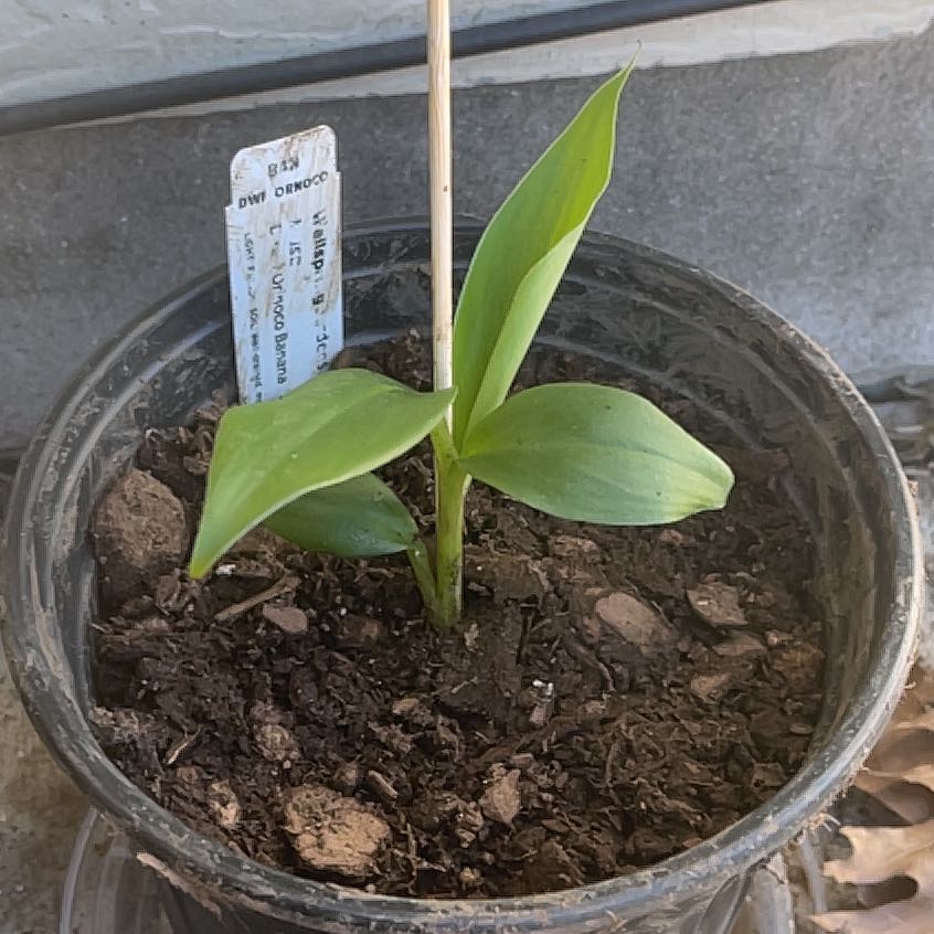 Plant care for Banana on Greg, the plant care app