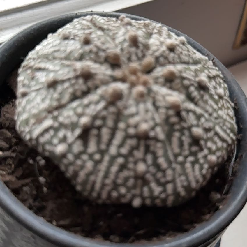 Photo of the plant species Sea Urchin Cactus by @YeahEmerald59 named Coco in on Greg, the plant care app