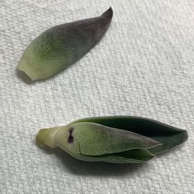 Photo of the plant species Crassula 'Garnet Lotus' by @SilkenLantana28 named Keanu Leaves on Greg, the plant care app