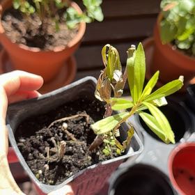Photo of the plant species Mexican Tarragon by @ShrewdNikkofir named Drake on Greg, the plant care app