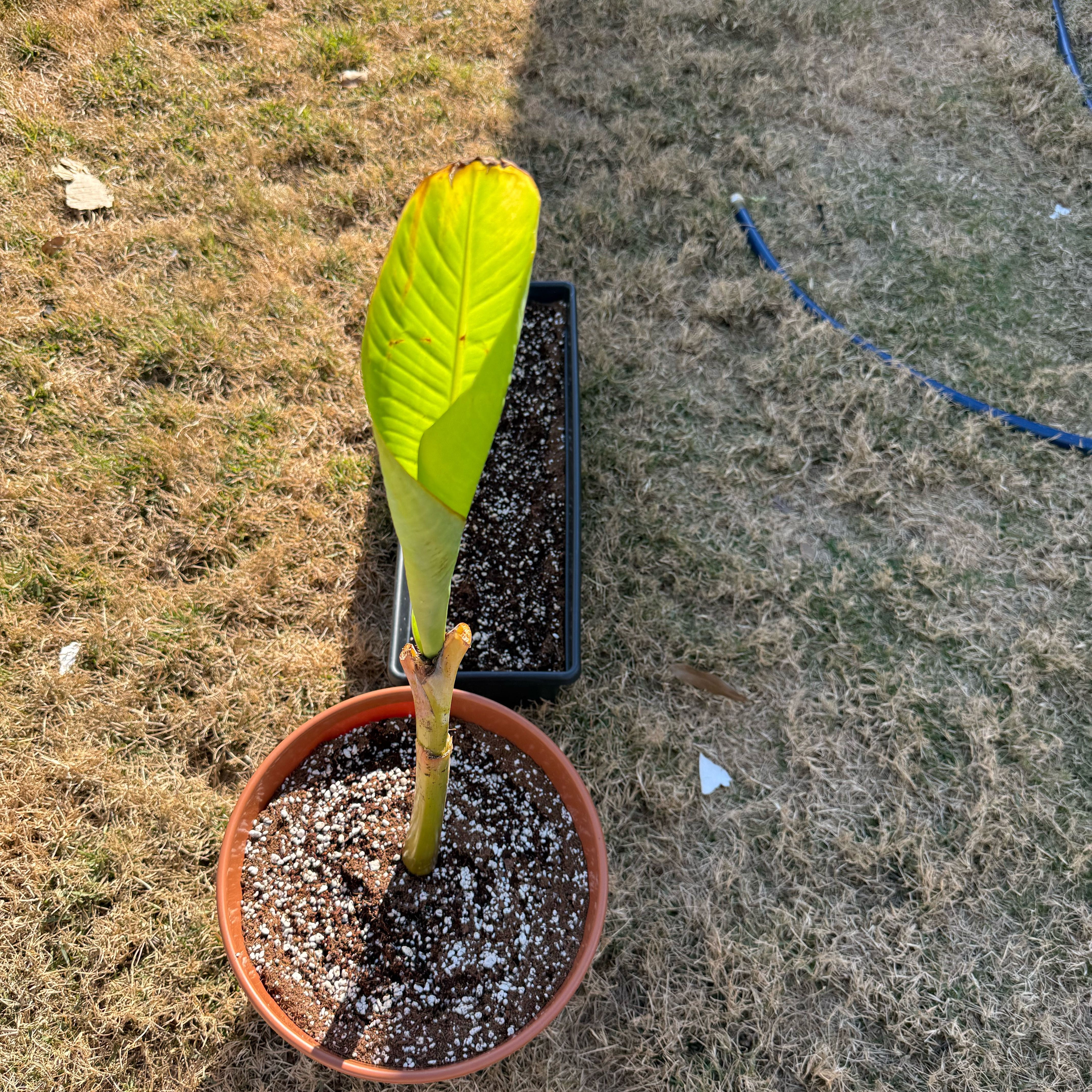 Photo of the plant species Ice Cream Banana by @SuperGrow34 named Bella on Greg, the plant care app