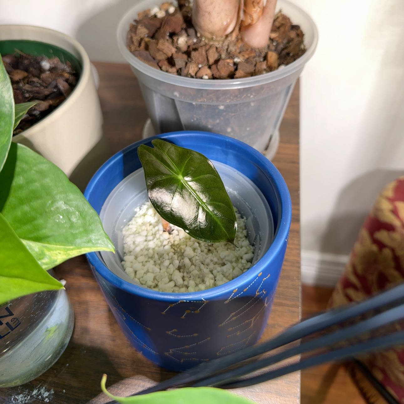 Photo of the plant species Pink Princess Alocasia by @onur named Hinako on Greg, the plant care app