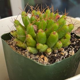 Photo of the plant species Thelocactus hexaedrophorus by @AnewSpanishiris named Walt on Greg, the plant care app
