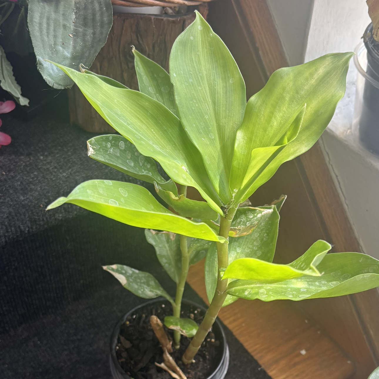 Photo of the plant species Scarlet Spiral-Ginger by @ClubbyCowpea62 named Plato on Greg, the plant care app