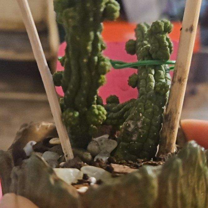 Photo of the plant species Echidnopsis nubica by @Boochannel333 named Cactus Jack on Greg, the plant care app