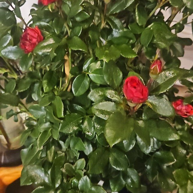 Photo of the plant species Tsubaki by @Boochannel333 named Clooney on Greg, the plant care app