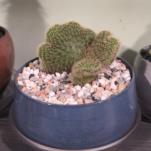 Photo of the plant species Bolivicereus f. cristata by @SpiritualFord22 named Sol on Greg, the plant care app