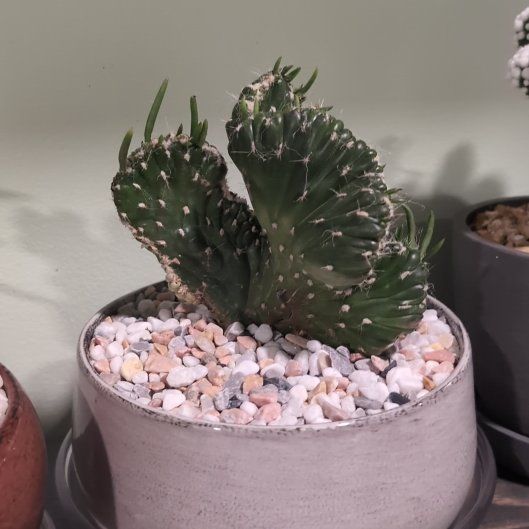 Photo of the plant species Crested Eve's Needle by @SpiritualFord22 named Leonardo on Greg, the plant care app