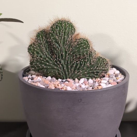 Photo of the plant species Crested Cone Cactus by @SpiritualFord22 named LiloStitch on Greg, the plant care app