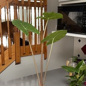 Photo of the plant species Kuching Mask Elephant Ear by @SnappyJicaro70 named Kesha on Greg, the plant care app