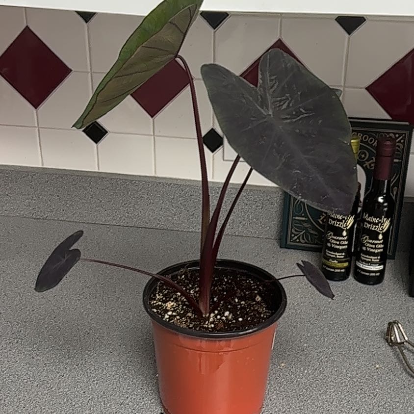Photo of the plant species Colocasia Royal Hawaiian by @SnappyJicaro70 named Sherlock on Greg, the plant care app