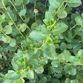 Photo of the plant species Natal Plum by @QuickSowthistle named Morgan Treeman on Greg, the plant care app