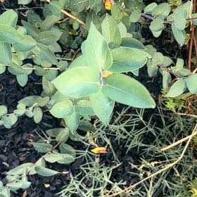 Photo of the plant species Japanese Honeysuckle by @QuickSowthistle named Dolores on Greg, the plant care app