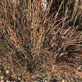 Photo of the plant species Spreading Rush by @QuickSowthistle named ChloroPhil on Greg, the plant care app