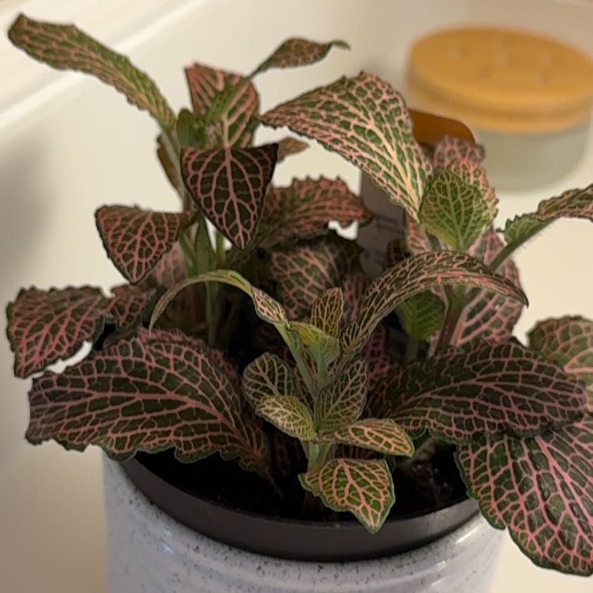 Photo of the plant species Juanita Nerve Plant by @Alampert324 named Darwin on Greg, the plant care app