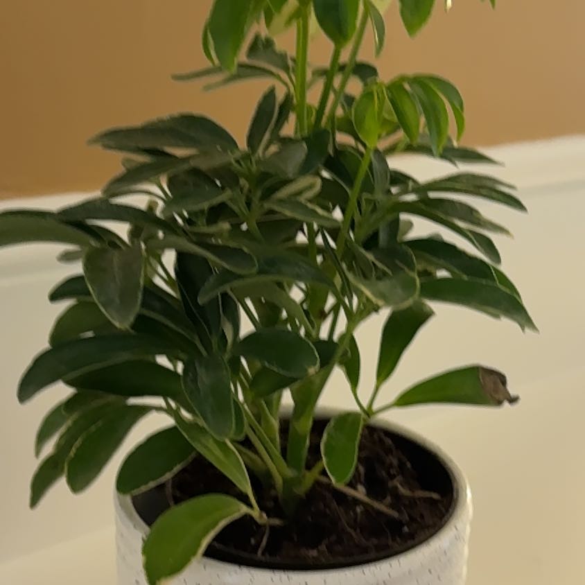 Photo of the plant species Moondrop Schefflera by @Alampert324 named Achilles on Greg, the plant care app