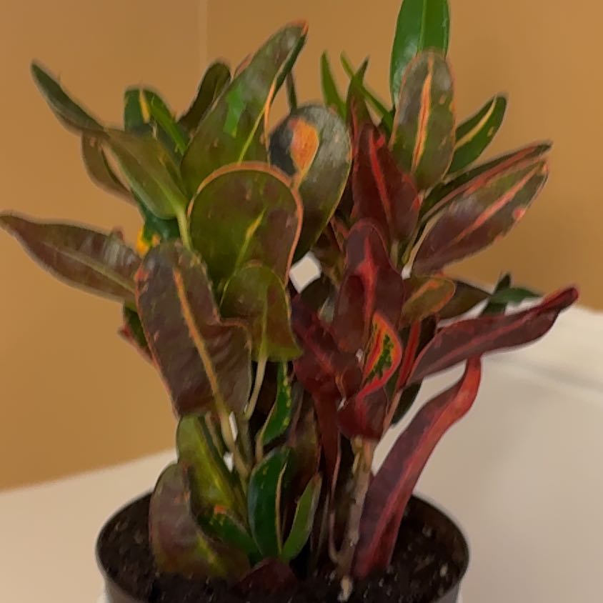 Photo of the plant species Luna Batik Croton by @Alampert324 named Miley on Greg, the plant care app