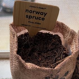 Photo of the plant species Norway Spruce by @Sswisscheese named Eva on Greg, the plant care app