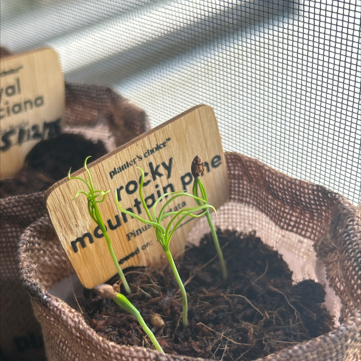 Photo of the plant species rocky mountain pine by @Sswisscheese named Queen on Greg, the plant care app