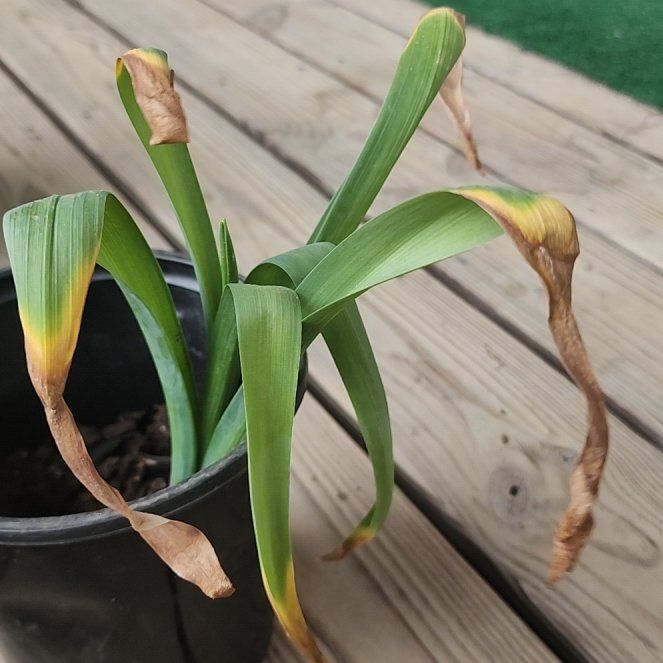 Photo of the plant species Hyacinth by @BestPickleplant named Huckleberry Fern on Greg, the plant care app