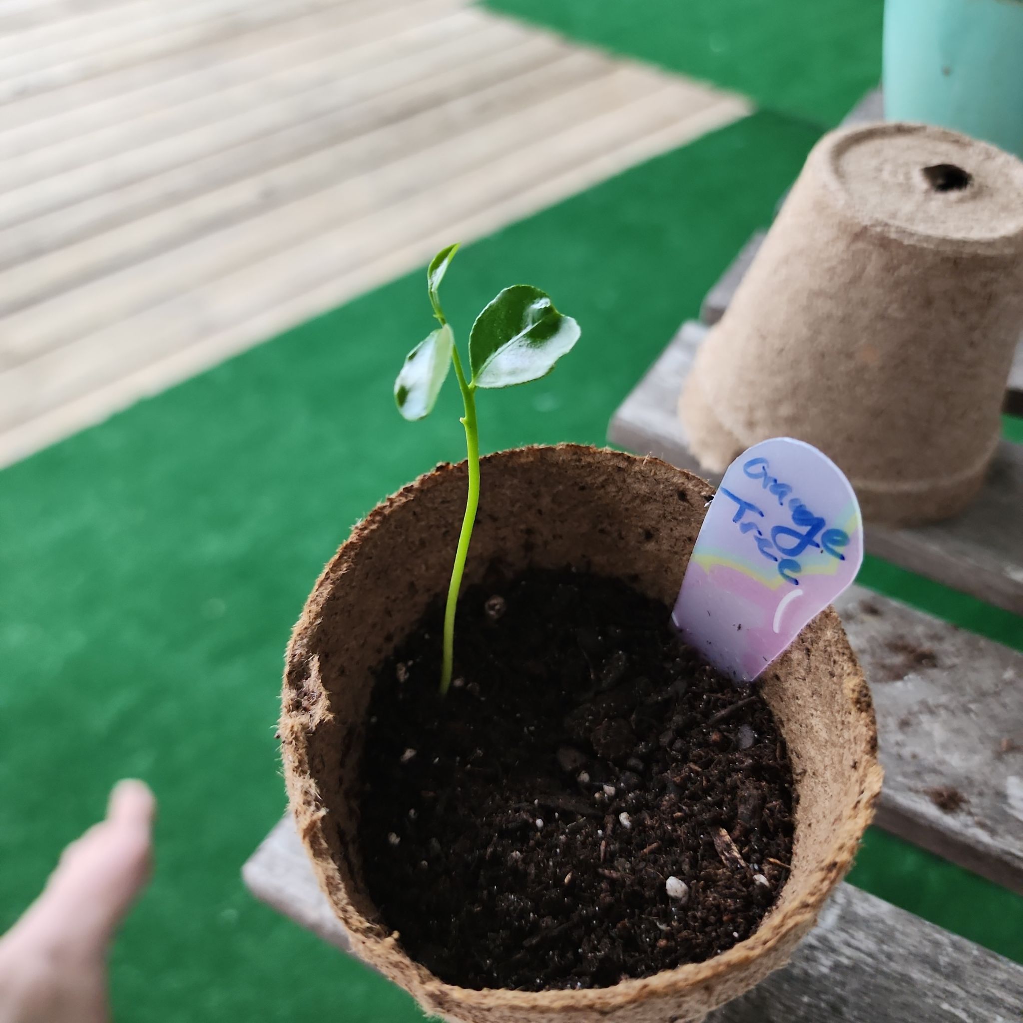 Photo of the plant species Orange Tree by @BestPickleplant named Stephen on Greg, the plant care app