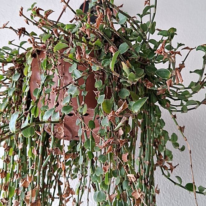 Photo of the plant species Callisia 'Bianca' by @endymyeon named Baesil on Greg, the plant care app