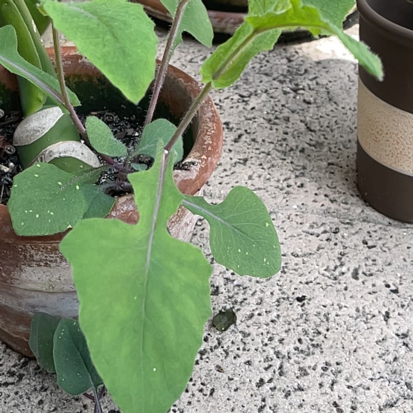 Photo of the plant species Common Sowthistle by @ProZucchini39 named Lavender on Greg, the plant care app