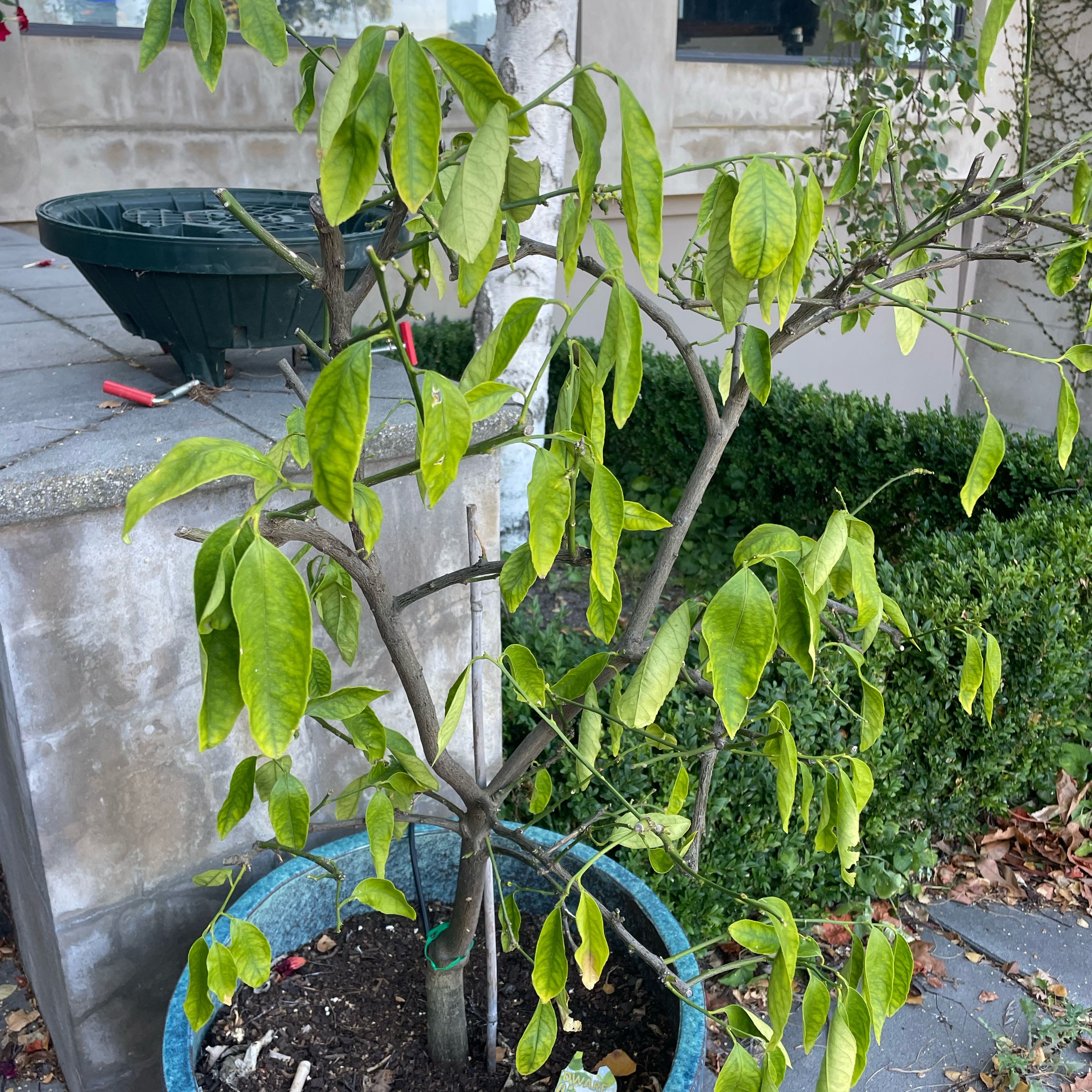 Photo of the plant species Tahitian Lime by @CozyBastardsage named Rainier on Greg, the plant care app